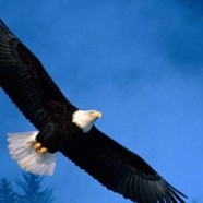Flight