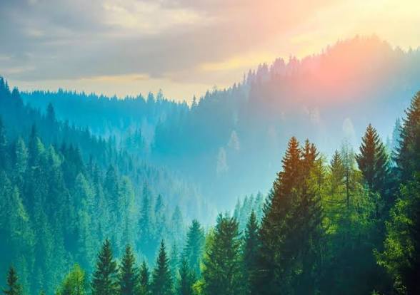 I Know The Way Through These Woods